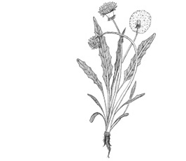 Dandelion